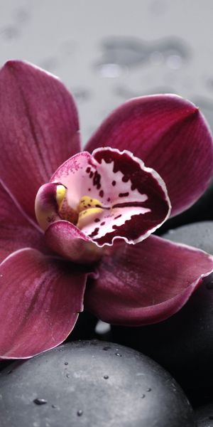 Phone wallpaper: Orchid, Flowers, Earth free download