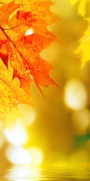 Vibrant Fall Leaves with Bokeh Background