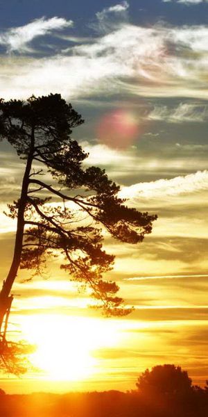 Phone wallpaper: Sunset, Weightless, Lungs, Air, Wood, Tree, Clouds, Evening, Sky, Nature free downl