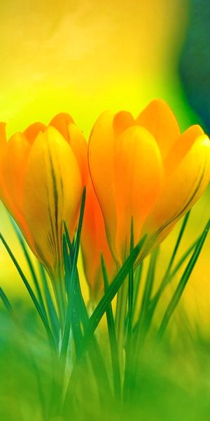 High-Quality Phone Wallpaper Featuring Bright Yellow Crocus Flowers in Spring