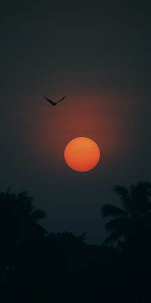 Breathtaking Sunset with Palms and Bird Silhouette in Twilight