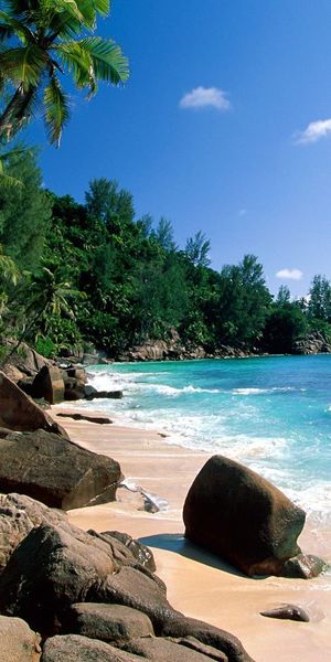 Breathtaking mobile wallpaper featuring a tranquil beach, lush trees, and palms