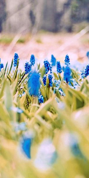 Beautiful 4K Wallpaper Featuring Lush Blue Flowers in Springtime Nature