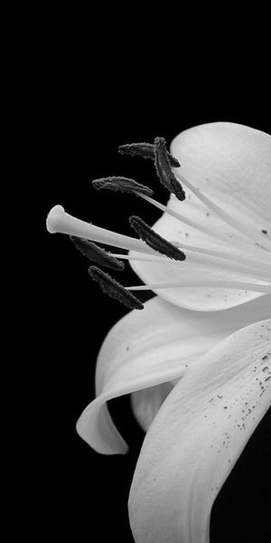 Phone wallpaper: Flowers, Earth, Lily, Daylily free download