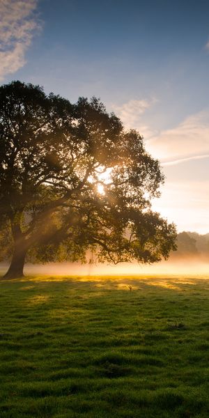 Phone wallpaper: Trees, Sunrise, Sun, Tree, Fog, Earth free download