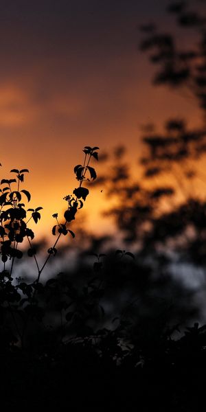 Beautiful Sunset Silhouettes with Leaves and Plants