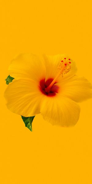 Beautiful Yellow Hibiscus Flower Wallpaper