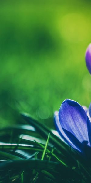 Phone wallpaper: Nature, Flowers, Flower, Blur, Earth, Spring, Crocus, Purple Flower, Blue Flower fr