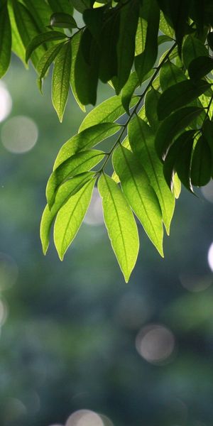 Captivating Green Leaves Wallpaper: Nature's Tranquil Touch for Your Space