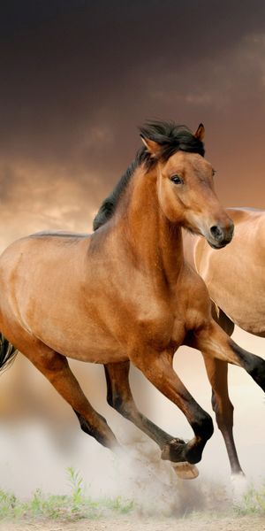 Dynamic Image of Running Horses in a Dramatic Blur