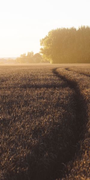 Phone wallpaper: Nature, Summer, Wheat, Earth, Field free download
