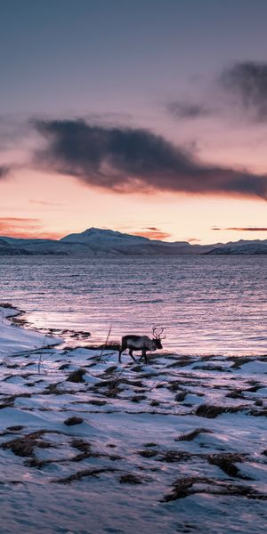 Phone wallpaper: Deer, Snow, Snowbound, Mountains, Coast, Animals, Animal, Snow Covered free downloa