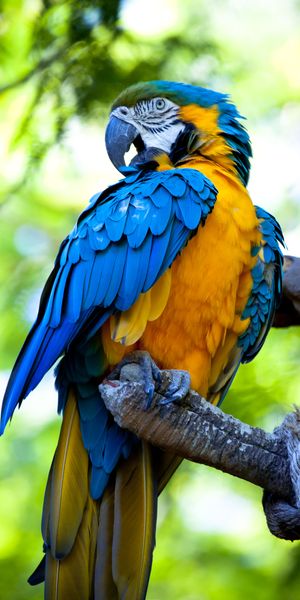 Bright and Colorful HD Mobile Wallpaper Featuring Macaw Parrots