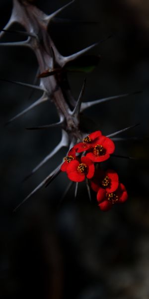 Vibrant Red Flowers Surrounded by Thorns