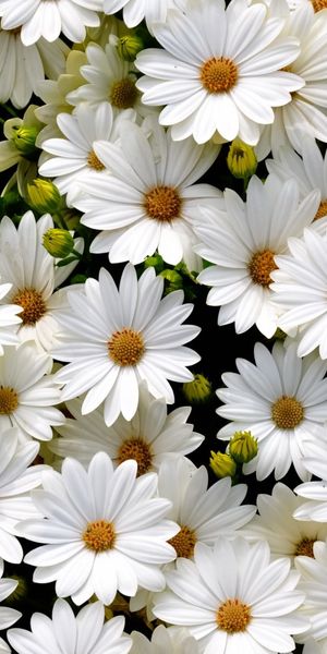 Charming Daisy Flowers Phone Wallpaper: A Fresh Floral Delight