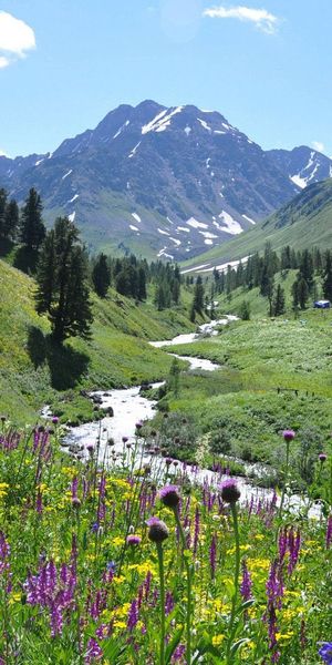 Breathtaking Mountain View with Vibrant Wildflowers