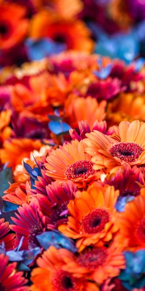 Phone wallpaper: Orange Flower, Blur, Flowers, Colorful, Nature, Flower, Earth free download
