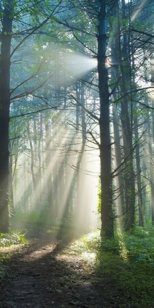 Phone wallpaper: Trees, Sun, Landscape free download