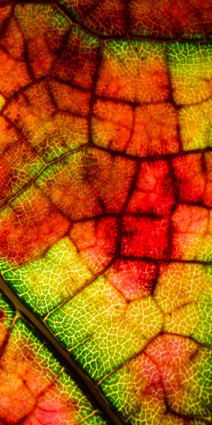 Phone wallpaper: Macro, Sheet, Veins, Leaf, Motley, Multicolored, Autumn free download