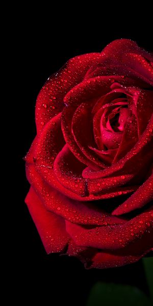 Phone wallpaper: Flowers, Flower, Rose, Close Up, Earth, Red Flower, Water Drop free download