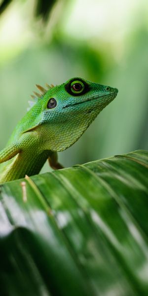Phone wallpaper: Blur, Animal, Lizard, Reptile, Reptiles free download