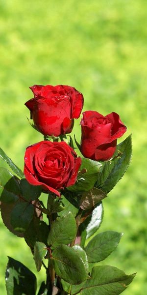 Beautiful red roses bouquet with greens - perfect phone wallpaper