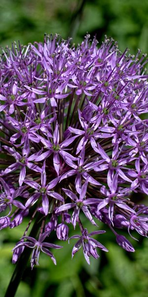 Phone wallpaper: Nature, Flower, Macro, Blur, Earth, Allium, Pink Flower free download