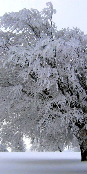 Enchanting Winter Scene: Frost-Covered Trees in a Snowy Meadow for iPhone Wallpaper