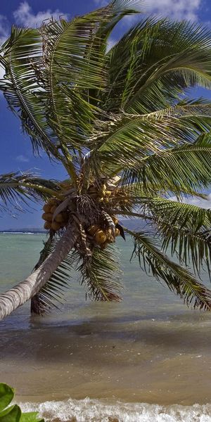 Trendy Palm Tree on Serene Beach - Ideal for Your Mobile Wallpaper