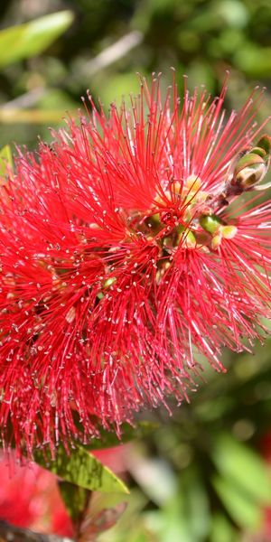 Phone wallpaper: Bottlebrush, Red Flower, Blur, Flowers, Flower, Earth free download