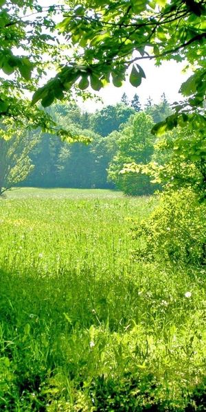 Phone wallpaper: Trees, Grass, Plants, Landscape free download