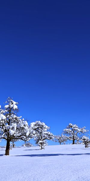 Beautiful Winter Landscape with Snow-Covered Trees - Free Phone Wallpaper