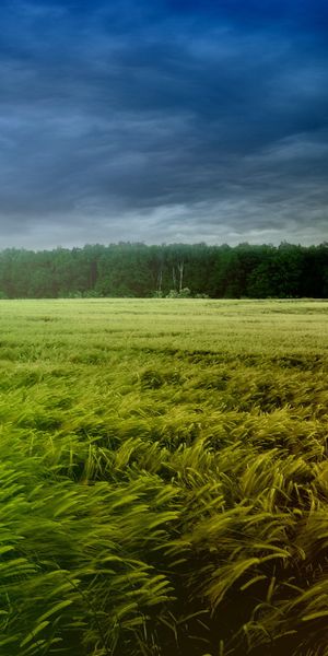 Breathtaking phone background featuring a lush field under a moody sky