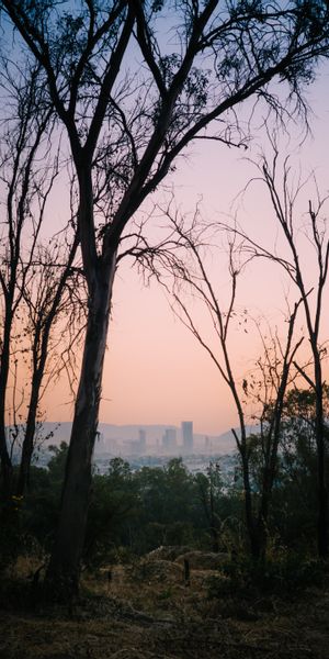 Breathtaking View of Dawn Over Mexico City with Tree Silhouettes