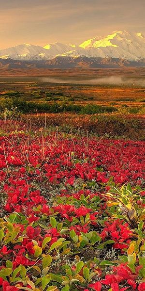 Phone wallpaper: Landscape, Flower, Earth free download