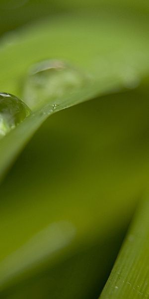 Phone wallpaper: Macro, Dew, Grass, Smooth, Drops, Blur free download