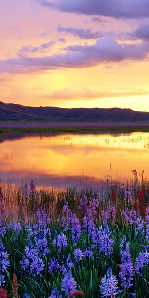Breathtaking Sunset Reflection Over Water Surrounded by Flowers