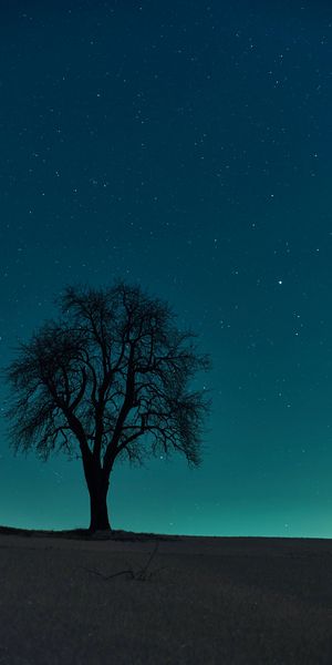Beautiful Night Tree Silhouette Against a Starry Sky