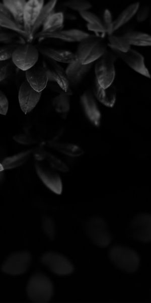 Beautiful Black and White Floral Phone Wallpaper - HD Quality for Your Device