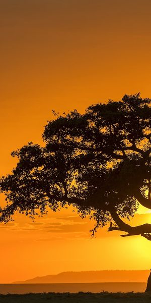 Phone wallpaper: Nature, Trees, Sunset, Sky, Tree, Earth, Orange (Color), Lonely Tree free download