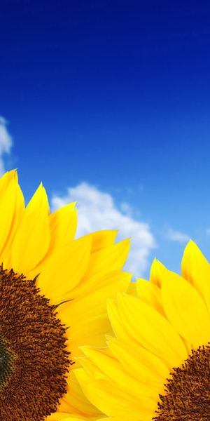 Bright sunflower iPhone wallpaper featuring a clear blue sky and fluffy clouds