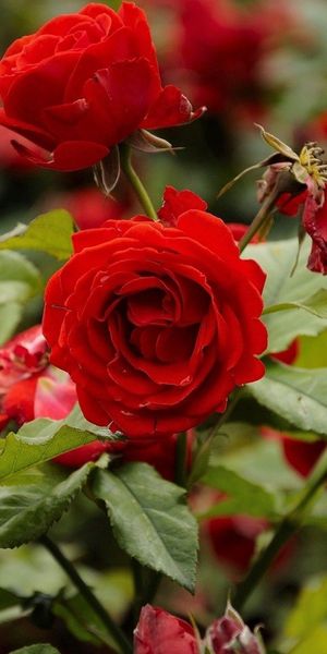 Beautiful Red Roses in Bloom - Perfect for Your Mobile Wallpaper