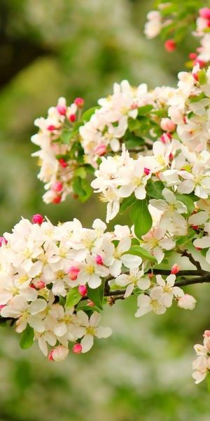 Beautiful White Flower Mobile Wallpaper for Nature Lovers