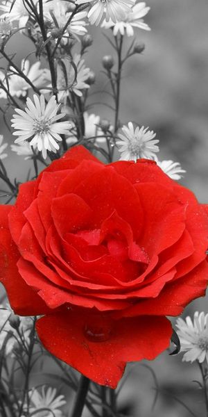 Beautiful Red Rose Surrounded by White Flowers