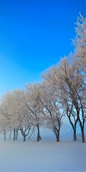 Beautiful Winter Landscape with Snow-Covered Trees