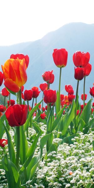 Phone wallpaper: Red Flower, Tulip, Flowers, Flower, Earth free download