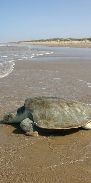 Beautiful Sea Turtle on the Beach