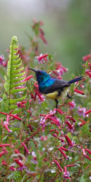High-Quality Mobile Wallpaper Featuring a Colorful Bird and Blossoming Flowers
