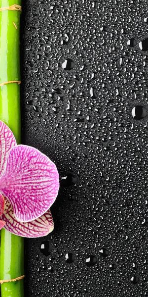 Phone wallpaper: Orchid, Water Drop, Flowers, Flower, Earth free download