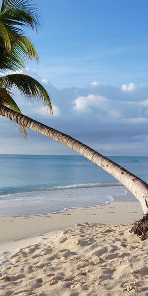 Breathtaking Beach Scene with Leaning Palm Tree